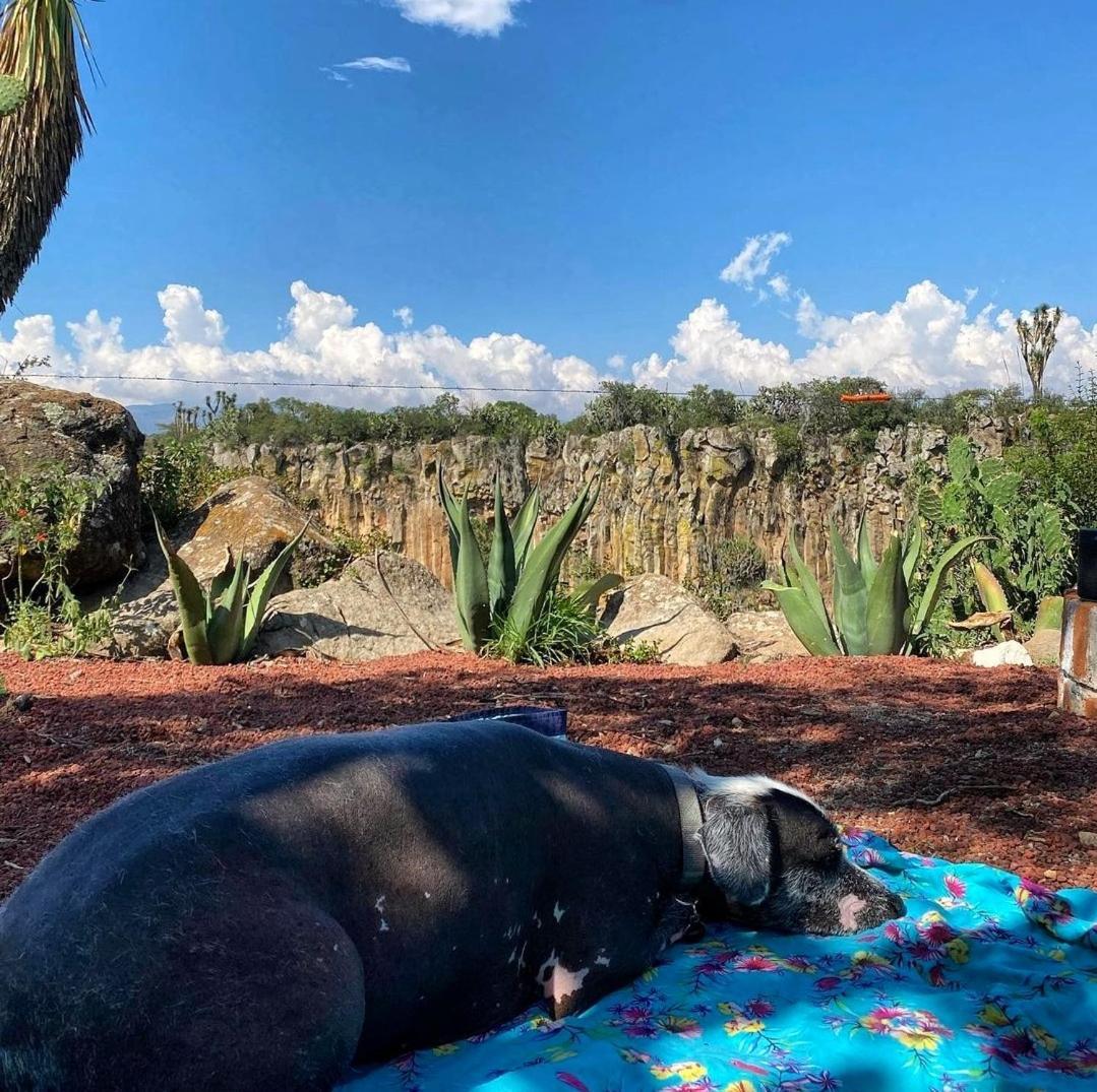 Hotel El Gato Glamping con vista a prismas basálticos Huasca de Ocampo Exterior foto