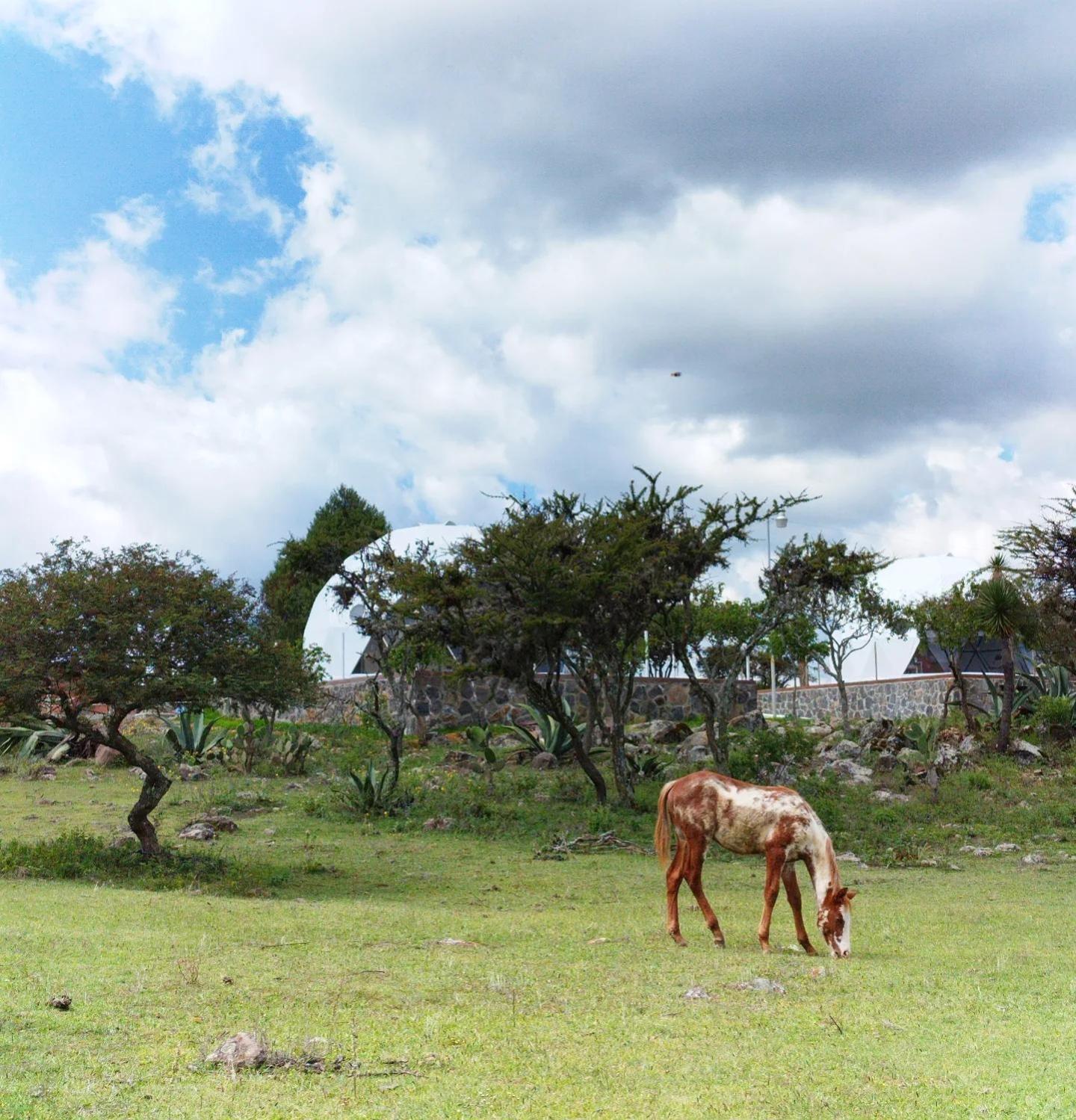 Hotel El Gato Glamping con vista a prismas basálticos Huasca de Ocampo Exterior foto