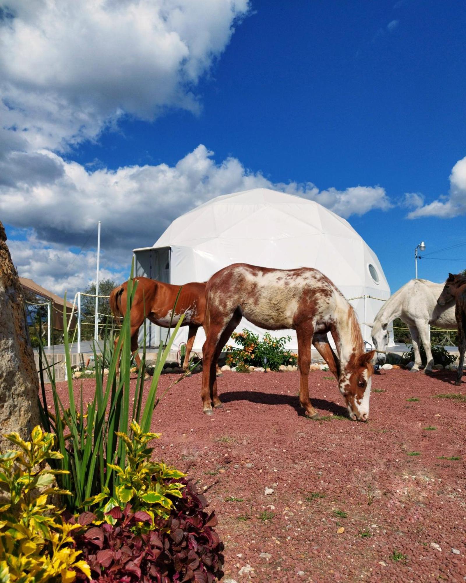 Hotel El Gato Glamping con vista a prismas basálticos Huasca de Ocampo Exterior foto